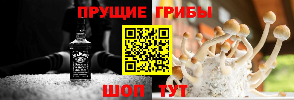 Псилоцибиновые грибы Psilocybe Ачинск